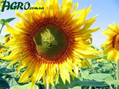 1agro.com.ua