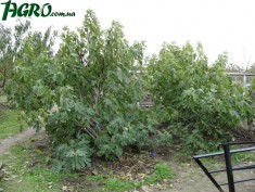1agro.com.ua