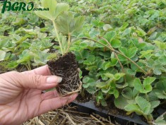1agro.com.ua