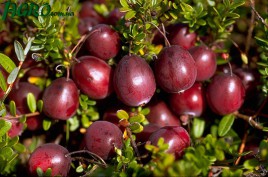 1agro.com.ua