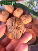 1agro.com.ua