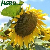1agro.com.ua