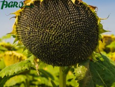 1agro.com.ua