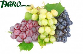 1agro.com.ua