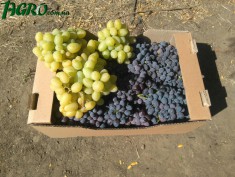 1agro.com.ua