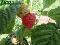 1agro.com.ua
