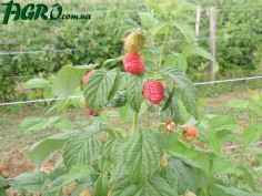1agro.com.ua
