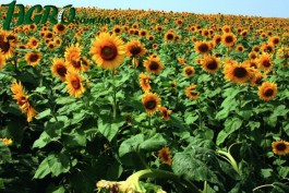 1agro.com.ua