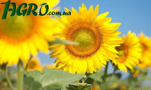 1agro.com.ua