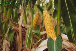 1agro.com.ua