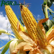 1agro.com.ua