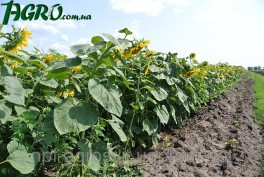 1agro.com.ua