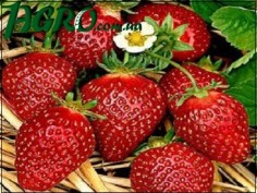 1agro.com.ua