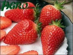 1agro.com.ua
