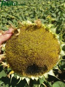 1agro.com.ua