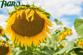 1agro.com.ua