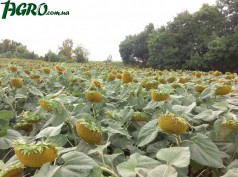 1agro.com.ua