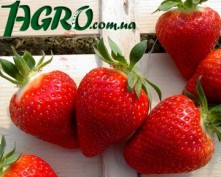 1agro.com.ua