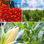 1agro.com.ua