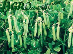 1agro.com.ua