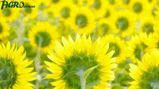 1agro.com.ua
