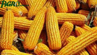 1agro.com.ua