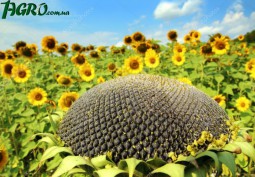 1agro.com.ua