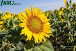 1agro.com.ua