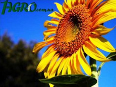 1agro.com.ua