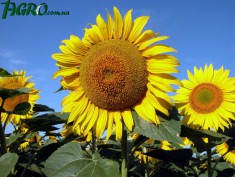 1agro.com.ua