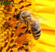 1agro.com.ua