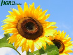 1agro.com.ua