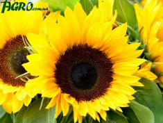 1agro.com.ua