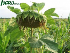 1agro.com.ua