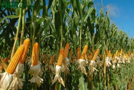 1agro.com.ua