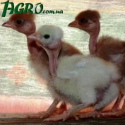 1agro.com.ua