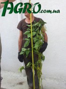 1agro.com.ua