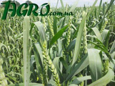 1agro.com.ua