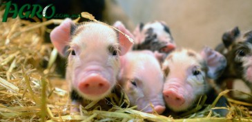 1agro.com.ua