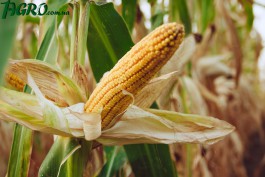 1agro.com.ua