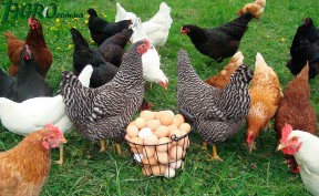 1agro.com.ua
