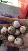 1agro.com.ua