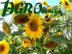 1agro.com.ua