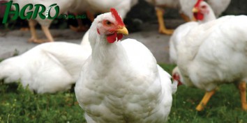 1agro.com.ua