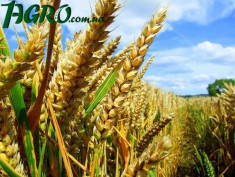 1agro.com.ua