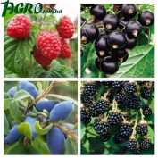1agro.com.ua