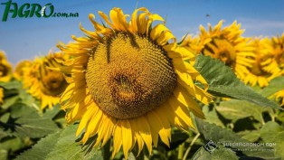 1agro.com.ua