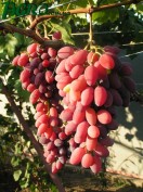 1agro.com.ua