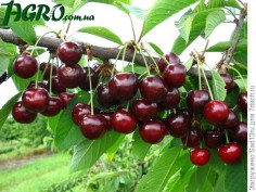 1agro.com.ua