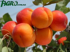 1agro.com.ua